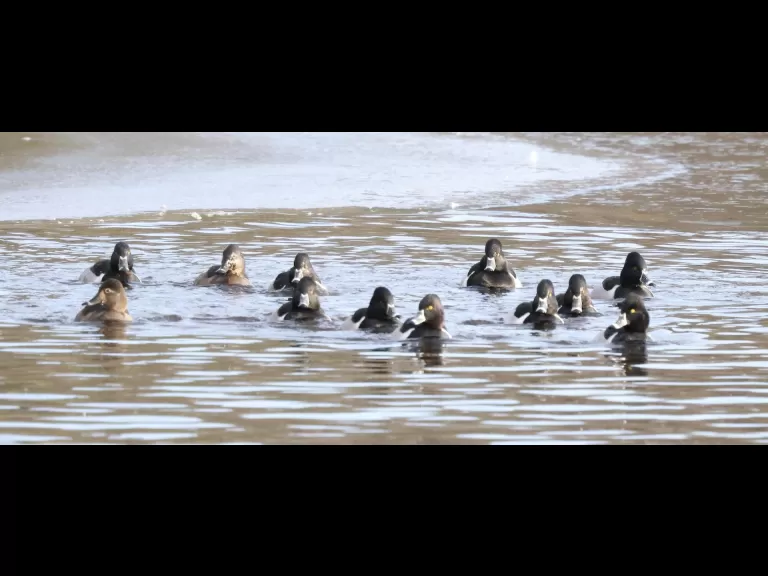 A mute swan at Hager Pond in Marlborough, photographed by Steve Forman.