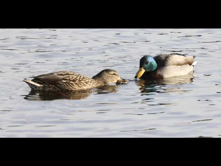 A mute swan at Hager Pond in Marlborough, photographed by Steve Forman.