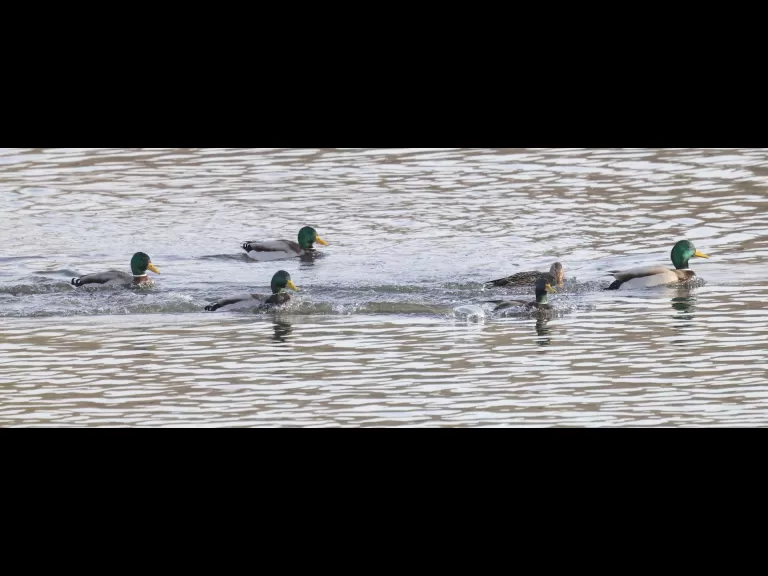 A mute swan at Hager Pond in Marlborough, photographed by Steve Forman.