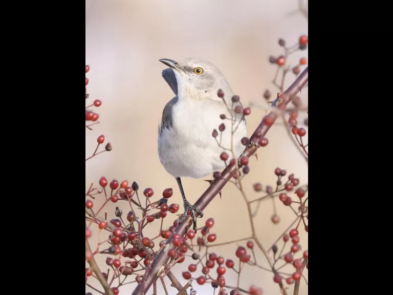 A blue jay at Breakneck Hill Conservation Land in Southborough, photographed by Steve Forman.