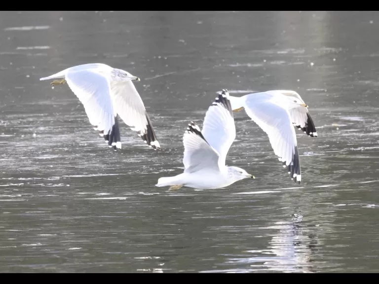 A mute swan at Hager Pond in Marlborough, photographed by Steve Forman.