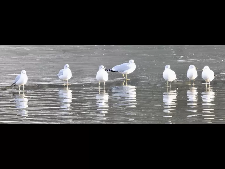 A mute swan at Hager Pond in Marlborough, photographed by Steve Forman.