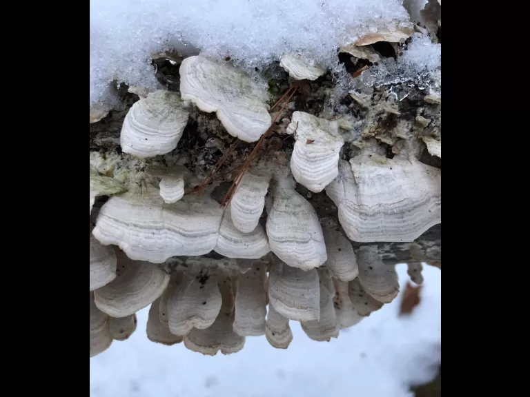 Turkey tail mushrooms in Southborough, photographed by Debbie Costine.