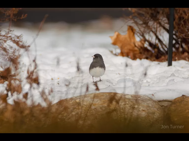 A black-capped chickadee in Harvard, photographed by Jon Turner.