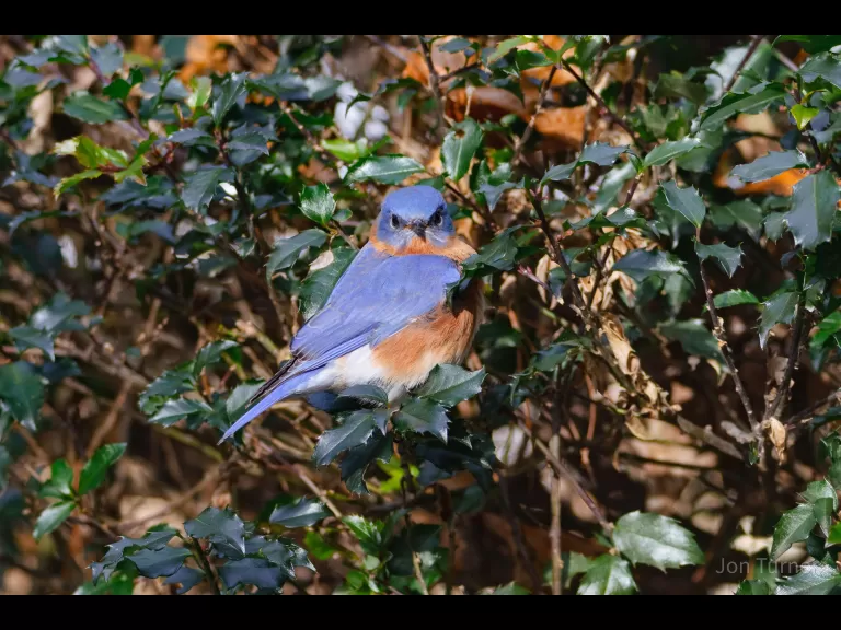 A black-capped chickadee in Harvard, photographed by Jon Turner.