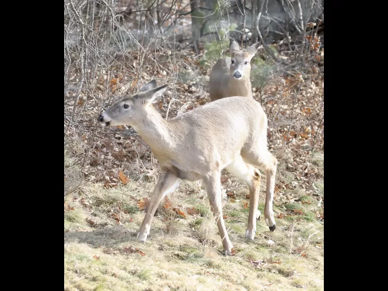 A white-tailed deer in Framingham, photographed by Steve Forman.