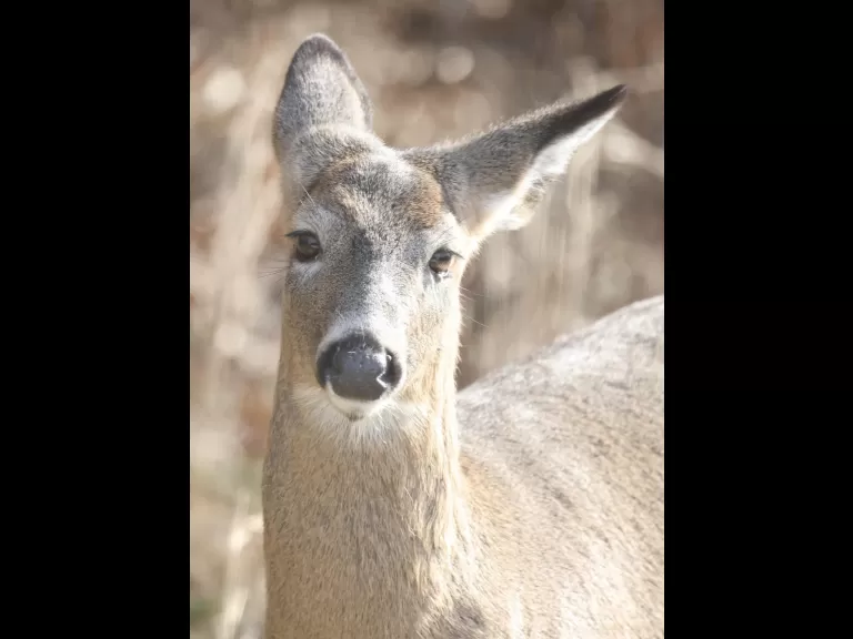 A white-tailed deer in Framingham, photographed by Steve Forman.
