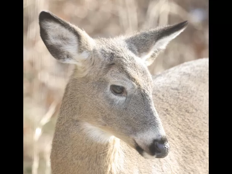 A white-tailed deer in Framingham, photographed by Steve Forman.