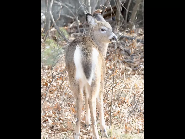 A white-tailed deer in Framingham, photographed by Steve Forman.