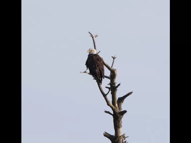 A bald eagle at the Sudbury Reservoir in Southborough, photographed by Steve Forman.
