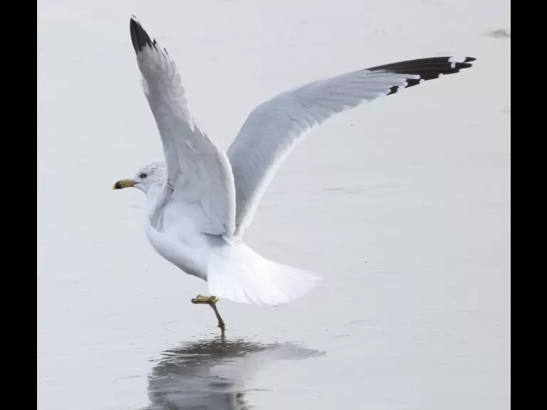 A mute swan at Hager Pond in Marlborough, photographed by Steve Forman.