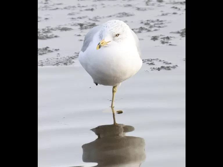 A mute swan at Hager Pond in Marlborough, photographed by Steve Forman.