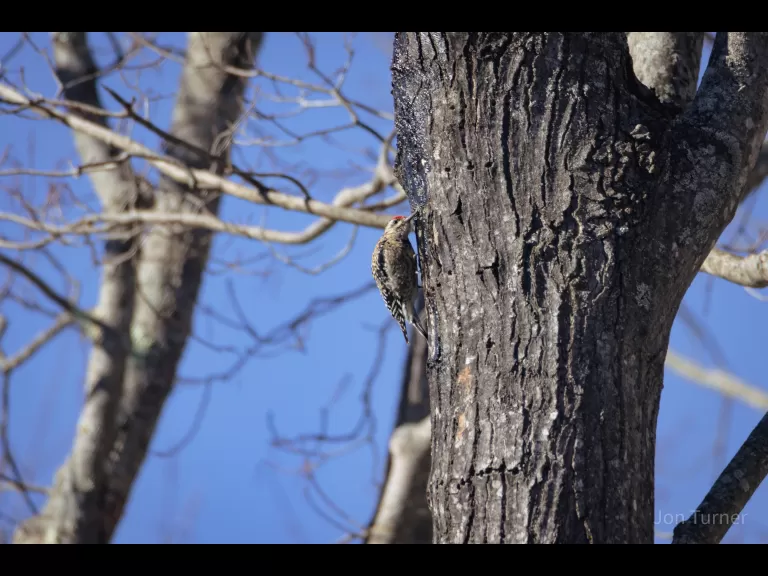 A black-capped chickadee in Harvard, photographed by Jon Turner.
