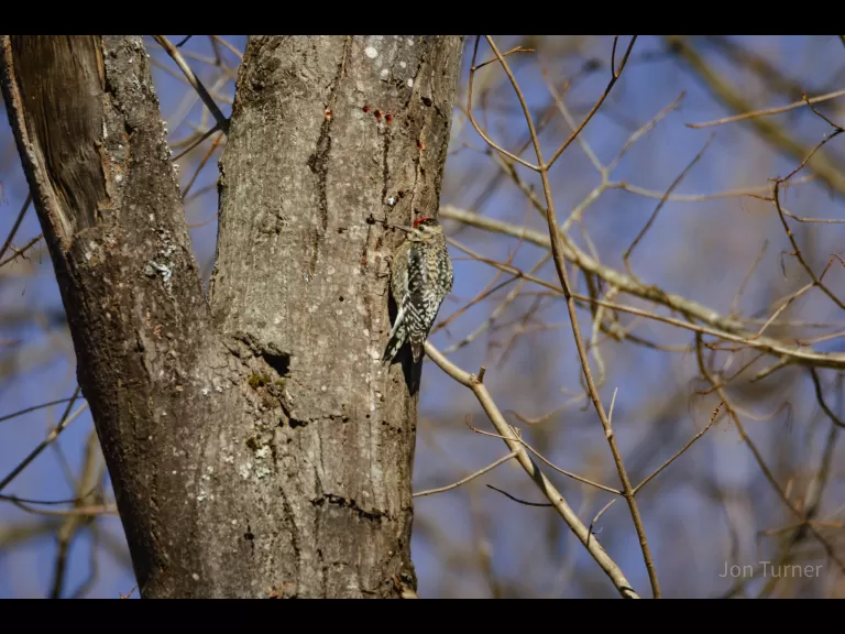 A black-capped chickadee in Harvard, photographed by Jon Turner.