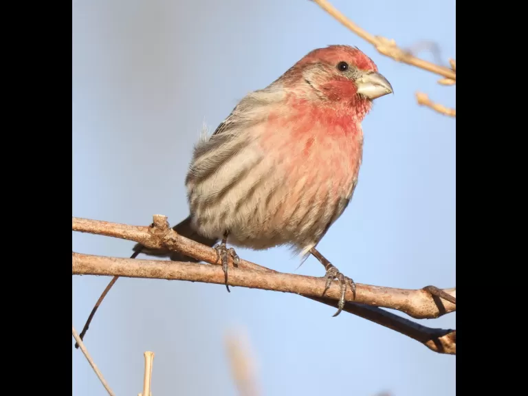 A blue jay at Breakneck Hill Conservation Land in Southborough, photographed by Steve Forman.