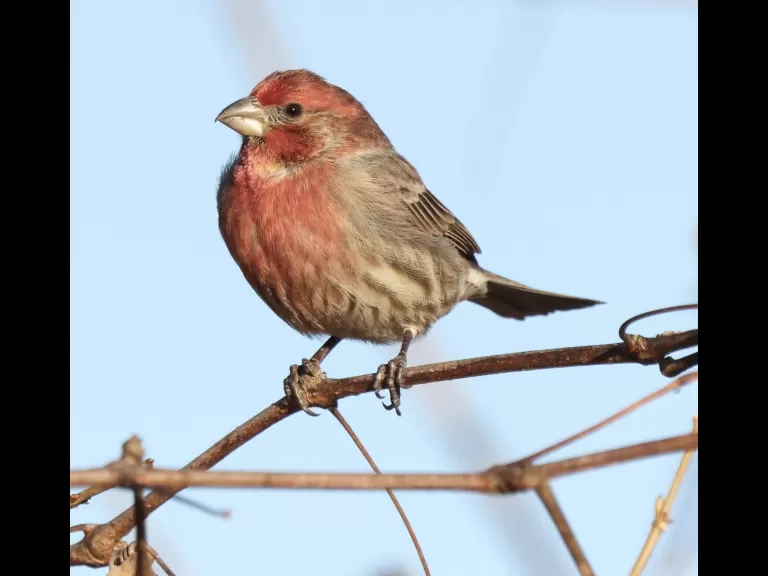 A blue jay at Breakneck Hill Conservation Land in Southborough, photographed by Steve Forman.