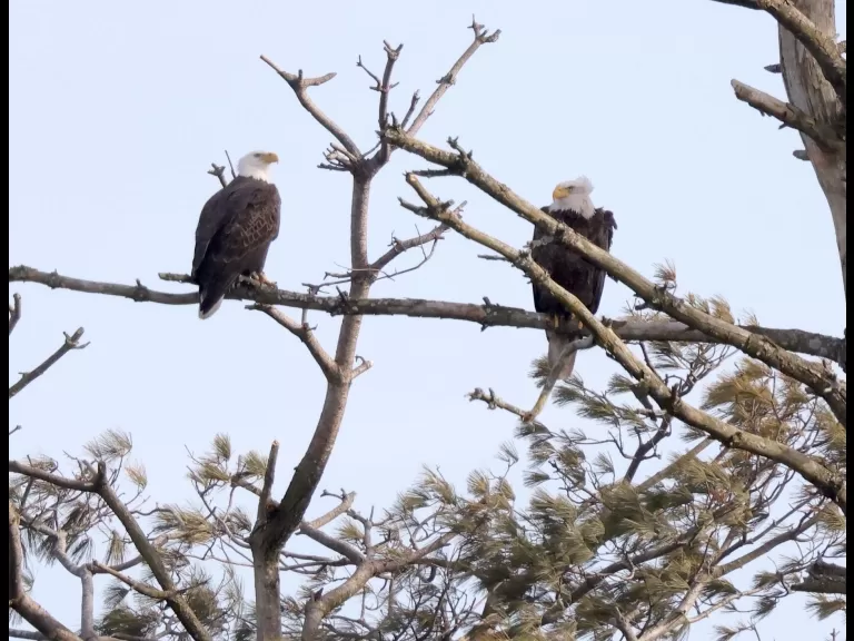 Bald eagles on the Sudbury Reservoir in Southborough, photographed by Steve Forman.