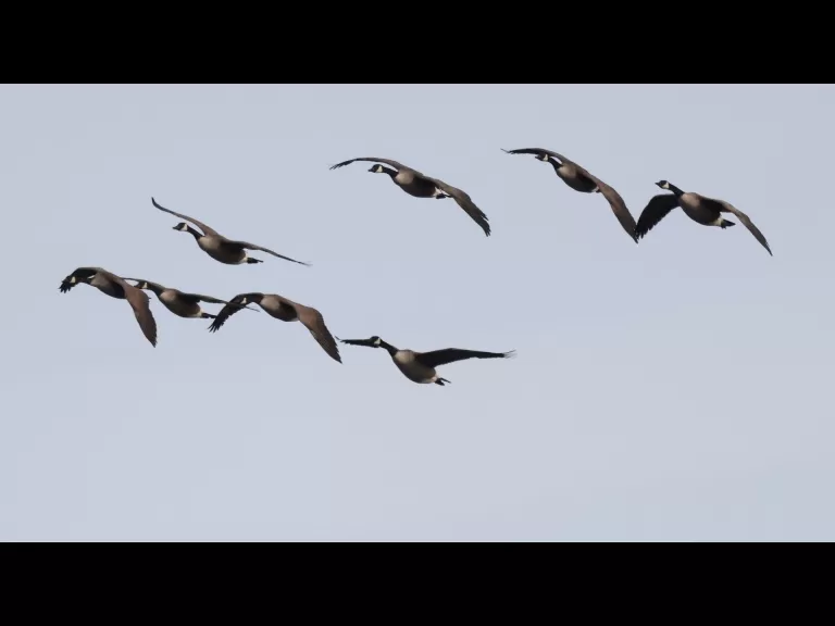 Canada geese at Hager Pond in Marlborough, photographed by Steve Forman.