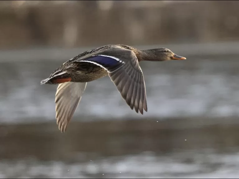 Canada geese at Hager Pond in Marlborough, photographed by Steve Forman.
