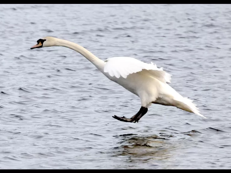 Canada geese at Hager Pond in Marlborough, photographed by Steve Forman.