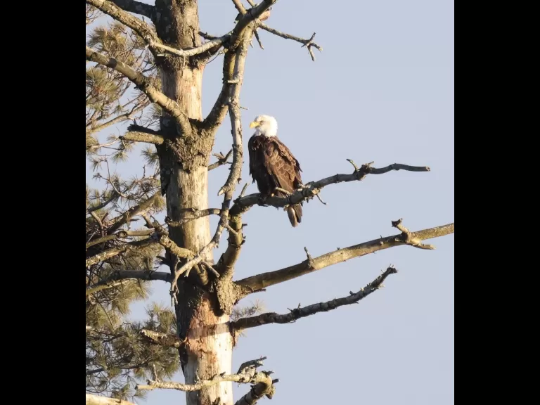 Bald eagles on the Sudbury Reservoir in Southborough, photographed by Steve Forman.