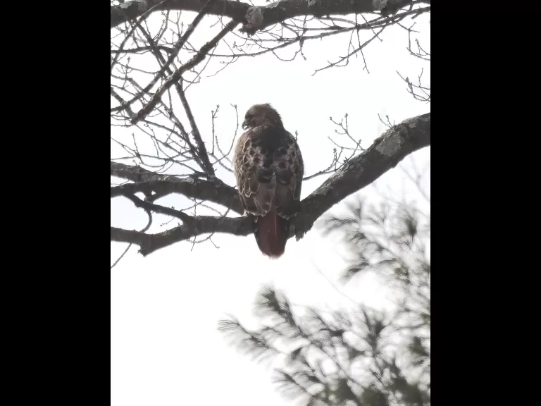 A red-tailed hawk at Breakneck Hill Conservation Land in Southborough, photographed by Steve Forman.