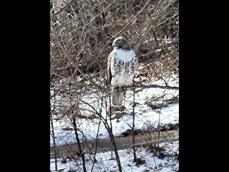An eastern bluebird in Northborough, photographed by Marnie Frankian.