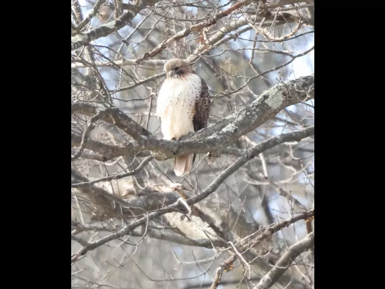 A red-tailed hawk at Breakneck Hill Conservation Land in Southborough, photographed by Steve Forman.