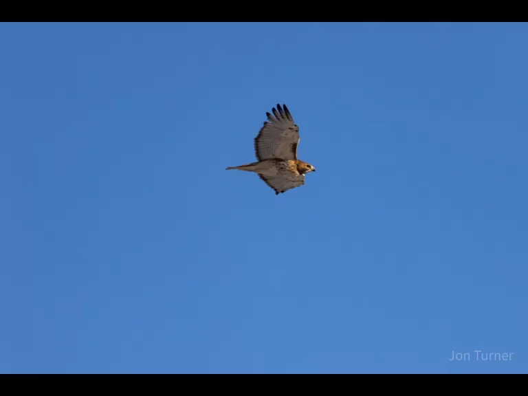 A black-capped chickadee in Harvard, photographed by Jon Turner.