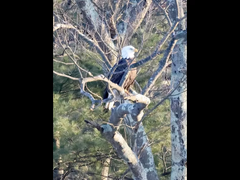 Canada geese at Hager Pond in Marlborough, photographed by Steve Forman.