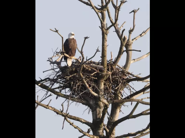 Bald eagles on the Sudbury Reservoir in Southborough, photographed by Steve Forman.