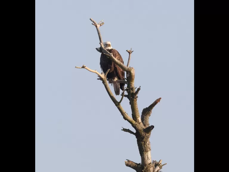 Bald eagles on the Sudbury Reservoir in Southborough, photographed by Steve Forman.