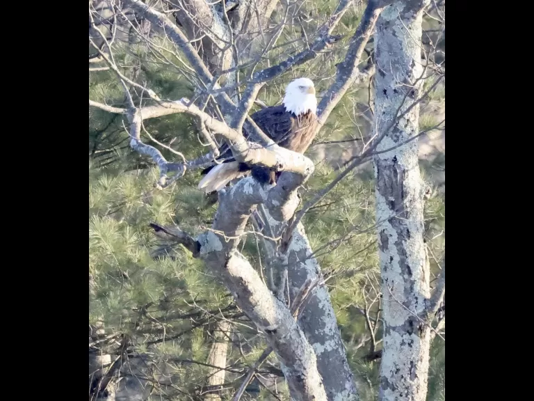 Canada geese at Hager Pond in Marlborough, photographed by Steve Forman.