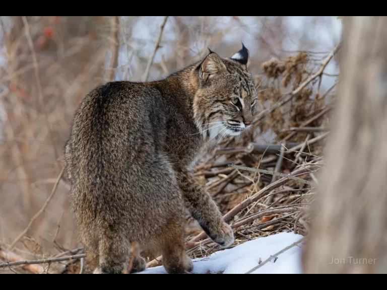 A bobcat in Harvard, photographed by Jon Turner.