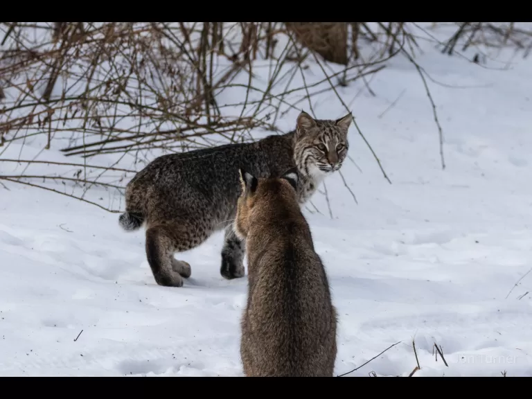 A bobcat in Harvard, photographed by Jon Turner.
