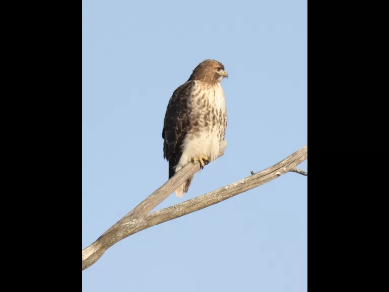 A red-tailed hawk at Breakneck Hill Conservation Land in Southborough, photographed by Steve Forman.