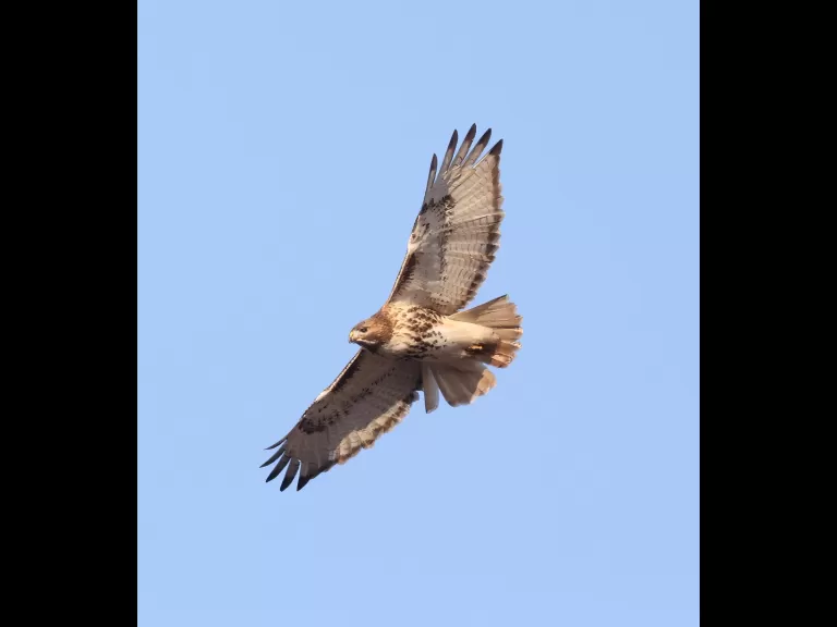 A red-tailed hawk at Breakneck Hill Conservation Land in Southborough, photographed by Steve Forman.