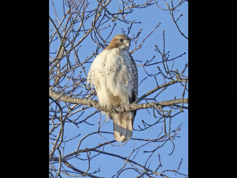 A red-tailed hawk at Breakneck Hill Conservation Land in Southborough, photographed by Steve Forman.