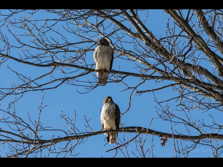 Red-tailed hawks in Harvard, photographed by Jon Turner.