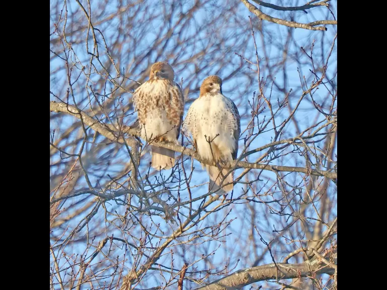 A red-tailed hawk at Breakneck Hill Conservation Land in Southborough, photographed by Steve Forman.