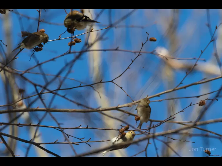 An American goldfinch at Horse Meadows Knoll in Harvard, photographed by Jon Turner.