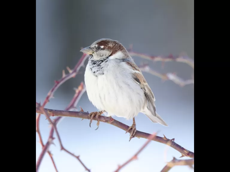 A house sparrow at Breakneck Hill Conservation Land in Southborough, photographed by Steve Forman.