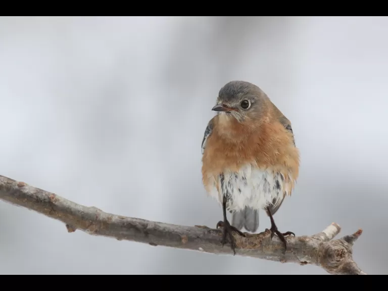A red-bellied woodpecker in Sudbury, photographed by Sue Feldberg.