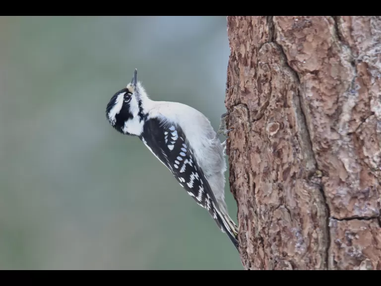 A red-bellied woodpecker in Sudbury, photographed by Sue Feldberg.