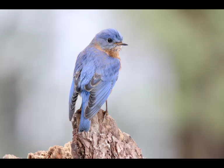 A red-bellied woodpecker in Sudbury, photographed by Sue Feldberg.