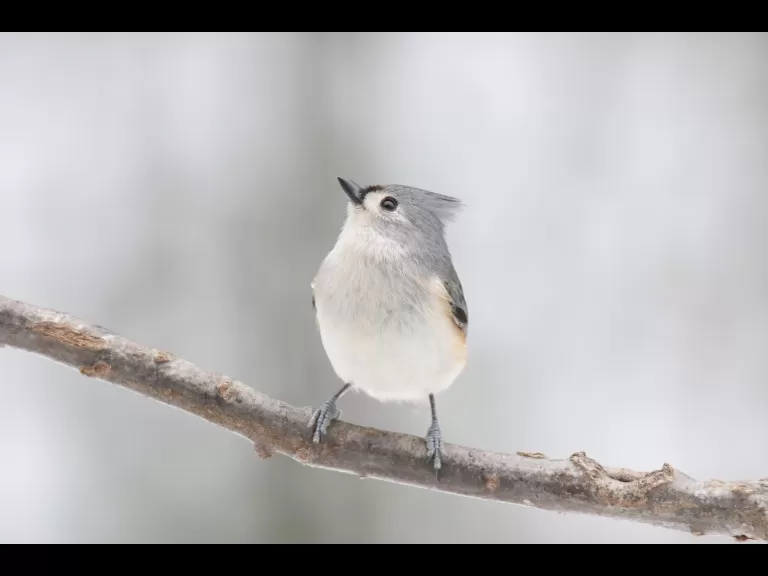 A red-bellied woodpecker in Sudbury, photographed by Sue Feldberg.