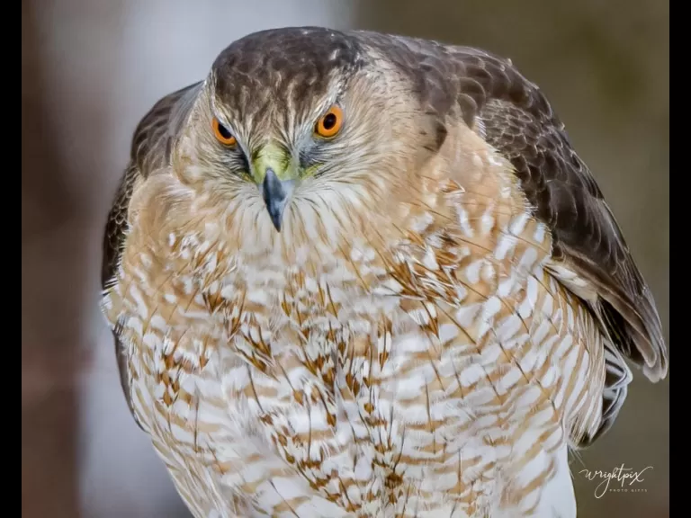 A Cooper's hawk in Westborough, photographed by Nancy Wright.