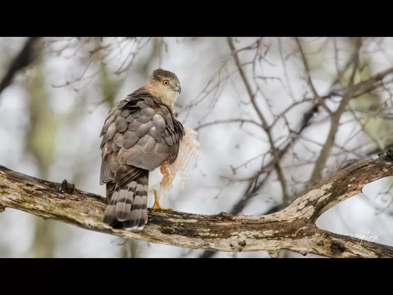 A Cooper's hawk in Westborough, photographed by Nancy Wright.