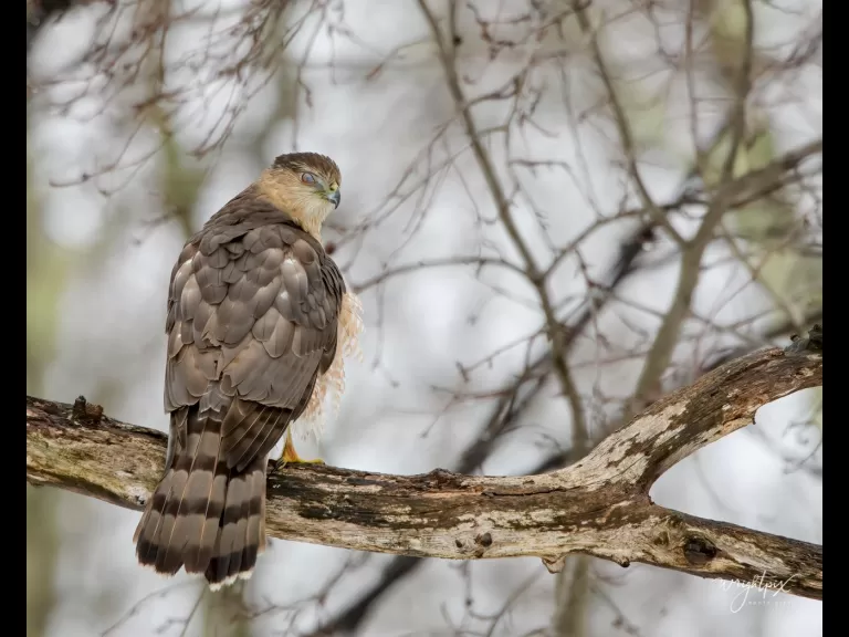 A Cooper's hawk in Westborough, photographed by Nancy Wright.