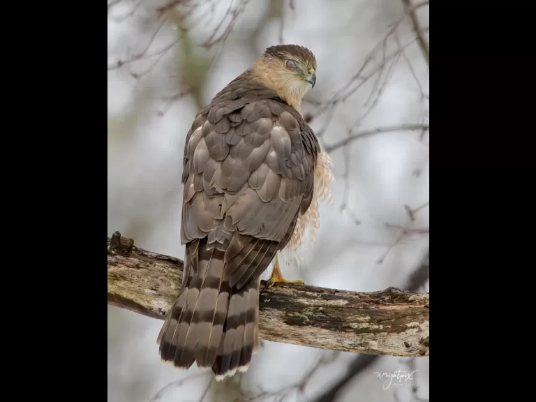 A Cooper's hawk in Westborough, photographed by Nancy Wright.